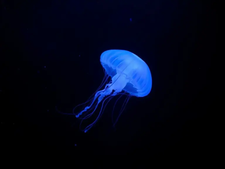 A glowing jellyfish with long tentacles in a dark, deep-sea environment with bioluminescent specks.