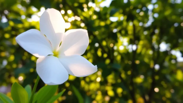 Close-up of a white flower with translucent petals.