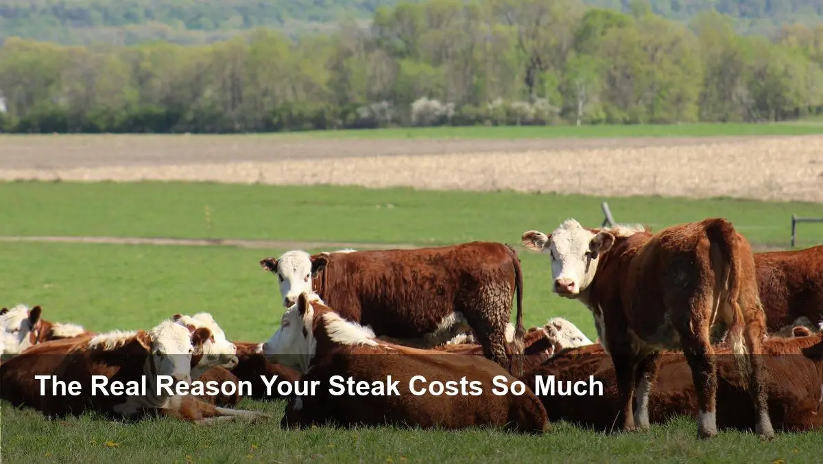 Beef Prices Soar as Trump's Import Plan Sparks Fury